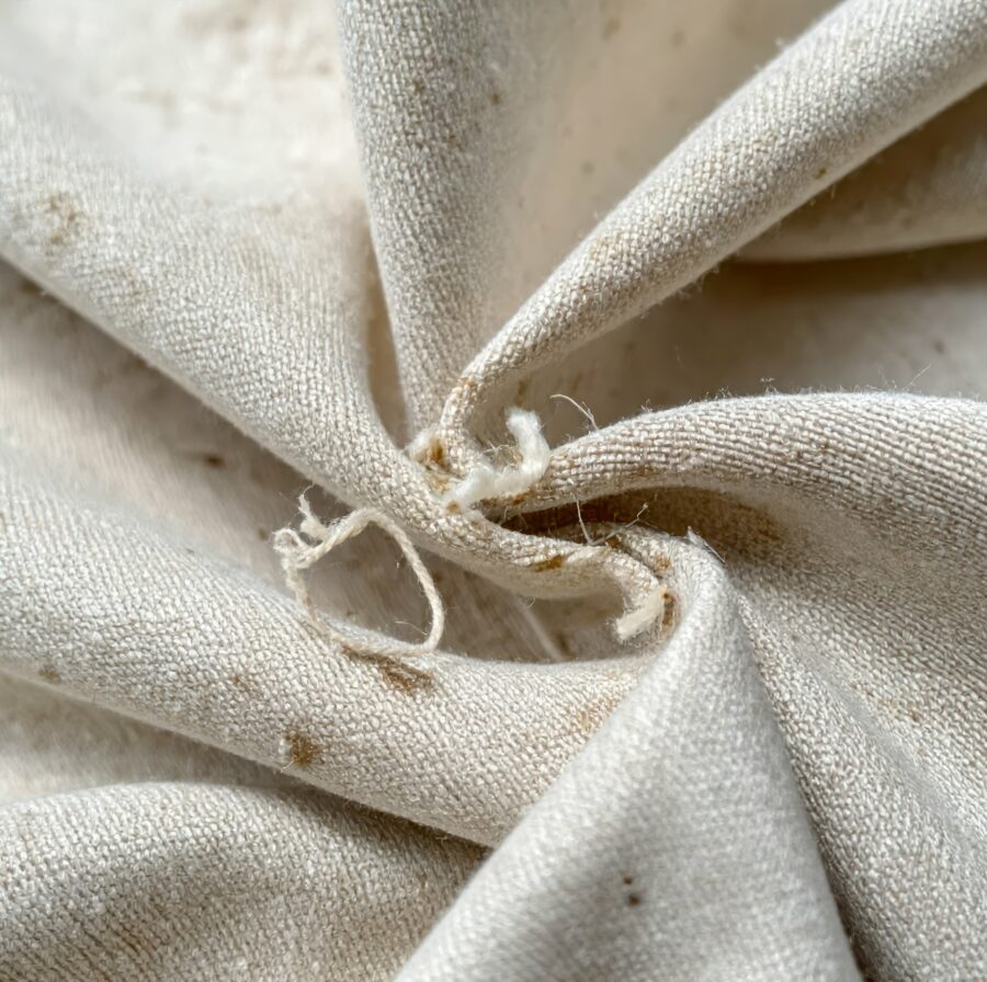 graphic-style detail of moth damage