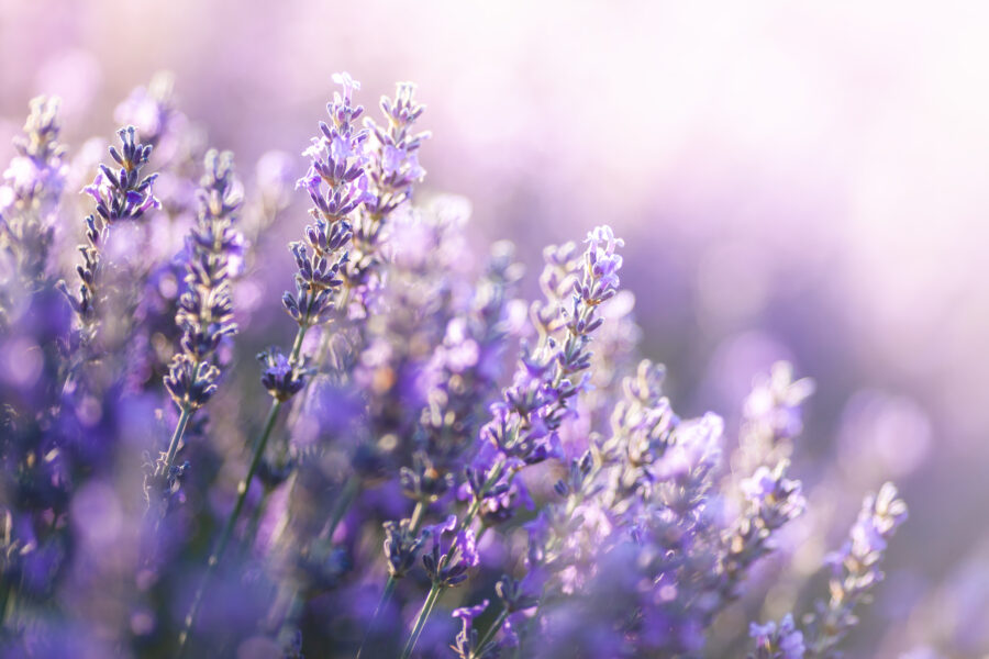 Lavender Field